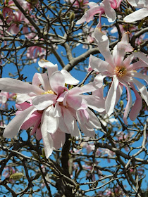 Leonard Messel Loebner magnolia by garden muses-not another Toronto gardening blog