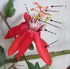 floarea pasiunii, Passiflora