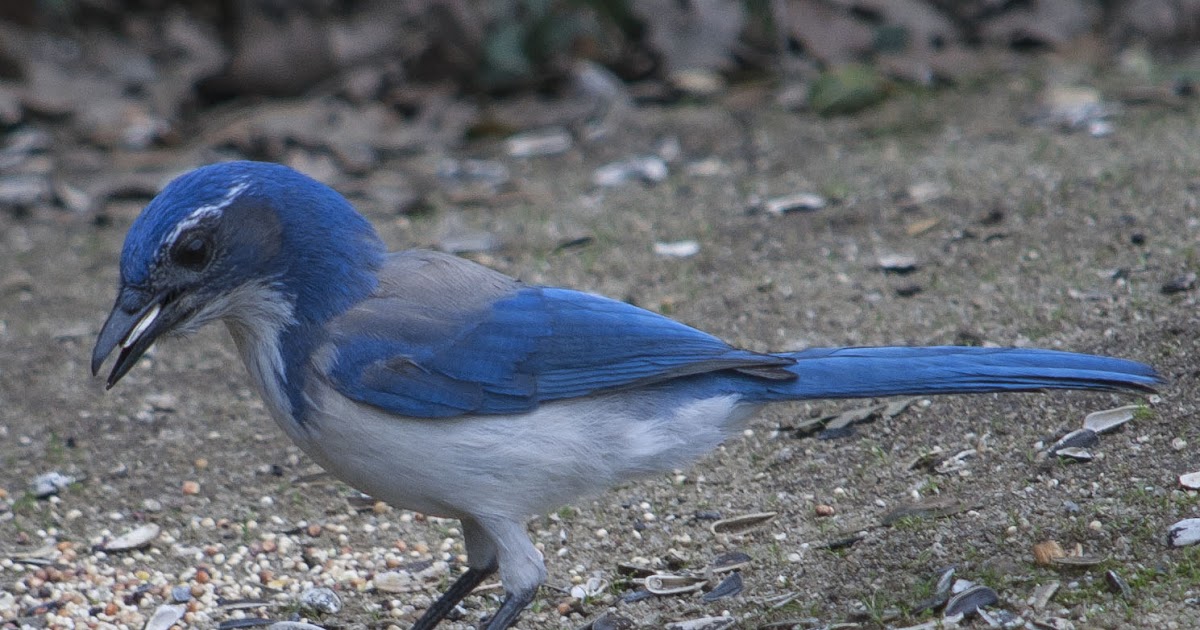 California ScrubJay Rocklin Wildlife