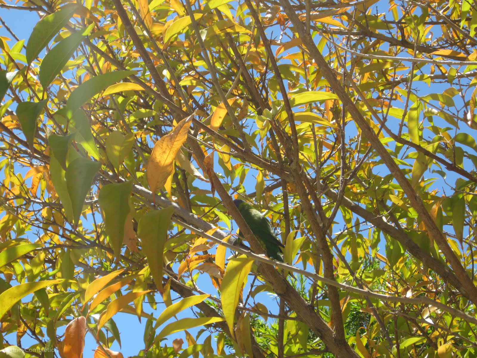 Wholesome Wattle Grove Completing Sydney