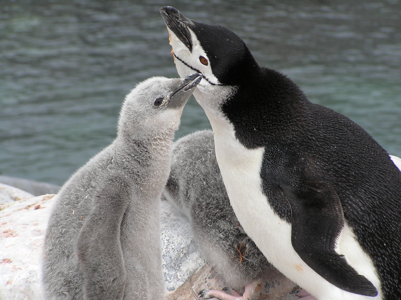 Info Junction Blog Chinstrap Penguin
