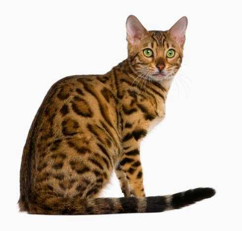 gato-bengala-cuidados-especiales