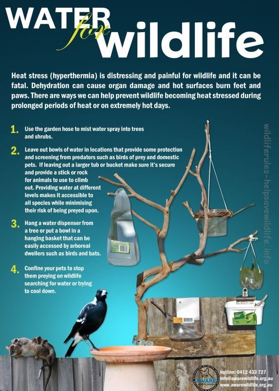 Heat stress and water for wildlife