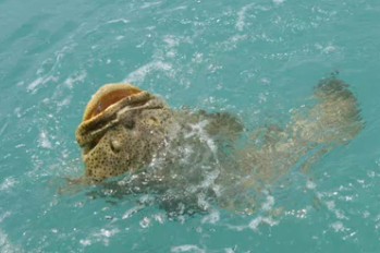 International Fishing News: USA FLORIDA: Goliath Grouper Swallows Shark