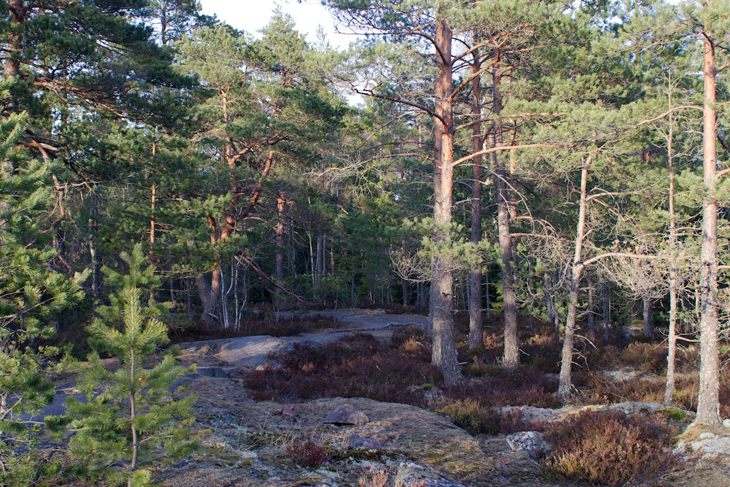 Keskuspuiston kallioita