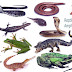 Reptiles & Amphibians Names and Pictures | Necessary Vocabulary
