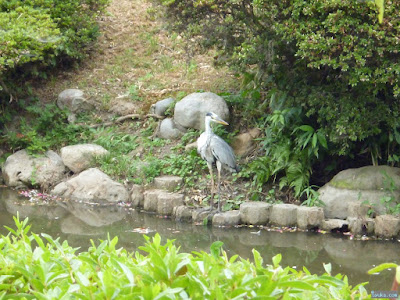 アオサギ アオサギ