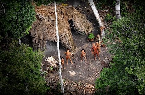 Resultado de imagem para amazônia selvagem