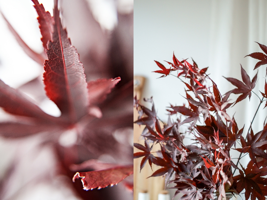 Blog + Fotografie by it's me! | fim.works | Japanischer roter Ahorn in der Vase, nicht am Baum | Collage von Ahorn