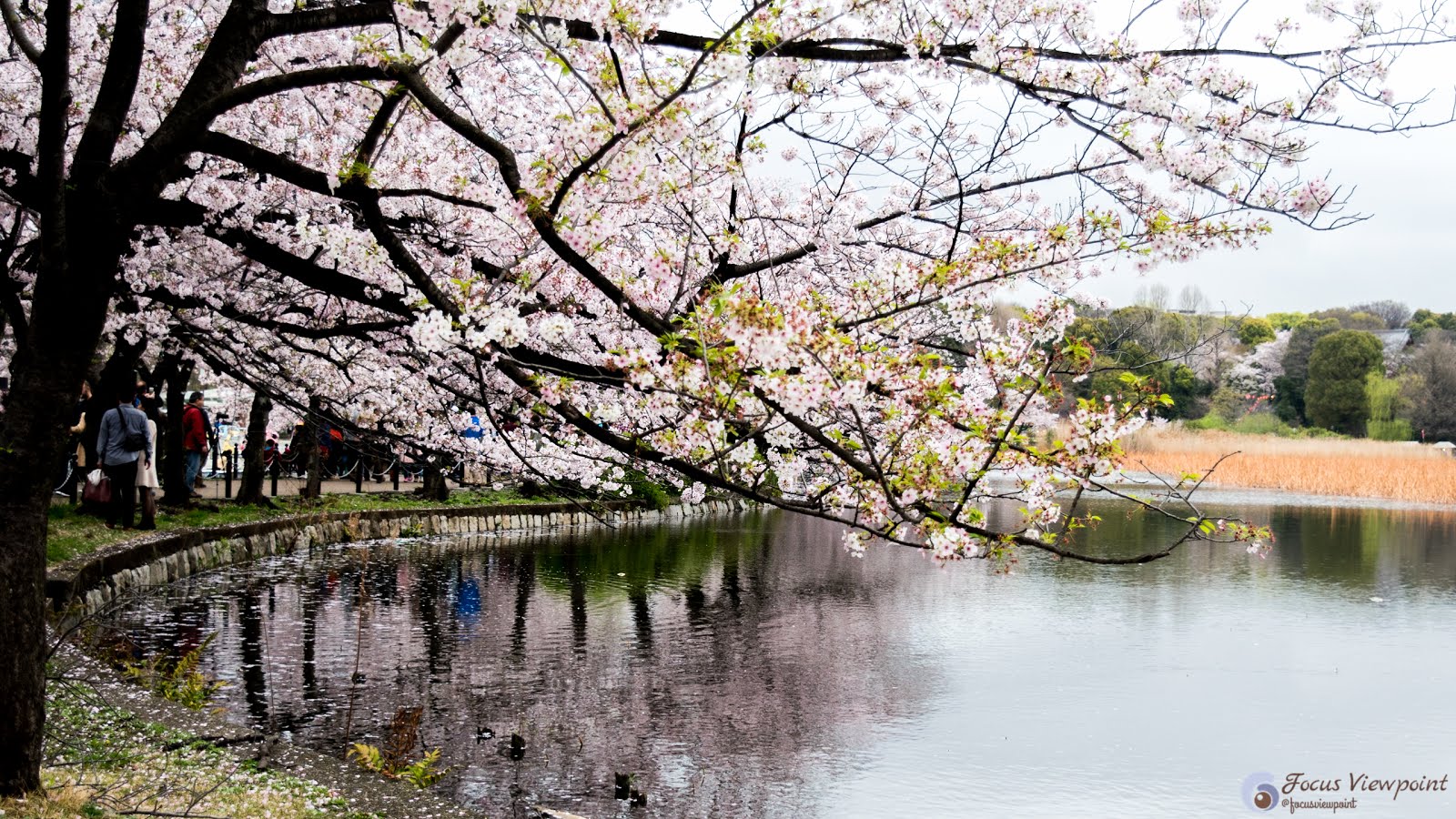 Cherry Blossom - Sakura flowers - at Ueno Park, Tokyo, Japan | Focus ...