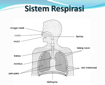 Sistem pernafasan manusia