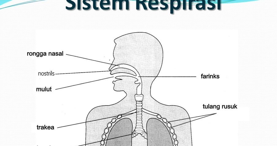 Mekanisma Pernafasan Manusia  Riset