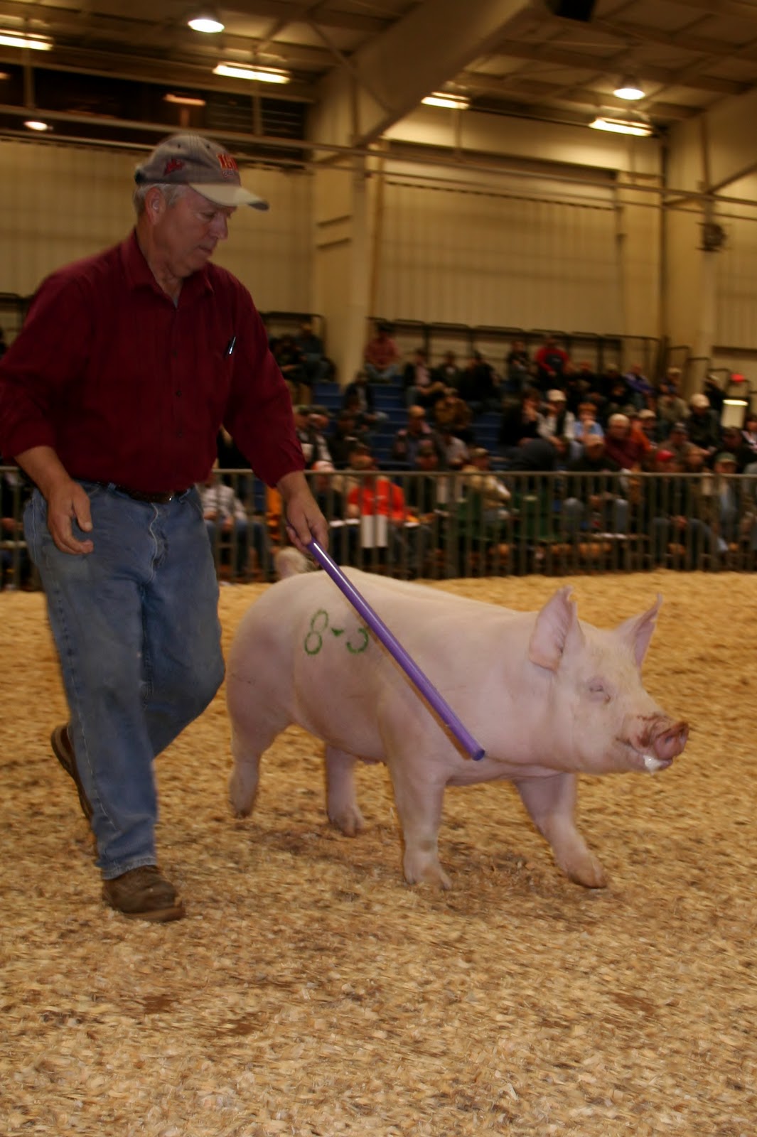National Swine Registry 2011 NSR Fall Classic Yorkshire Breeding Results