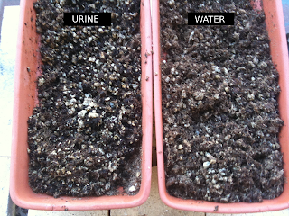 Experiment (urine) and control (water) troughs