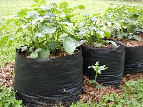 Grow Sweet Potatoes in Bags