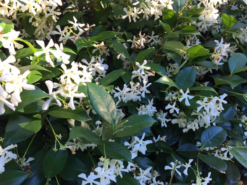 The Uptown Acorn The Scent of Uptown {Jasmine}