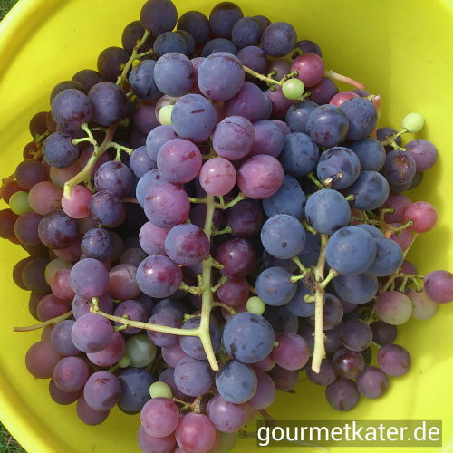 Wein Blauer Bernburger