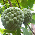 9 Mind Blowing Reasons You Need Sugar Apple