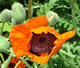 Allegro Oriental poppy bloom at Paul Kane House gardens by garden muses: a Toronto gardening blog