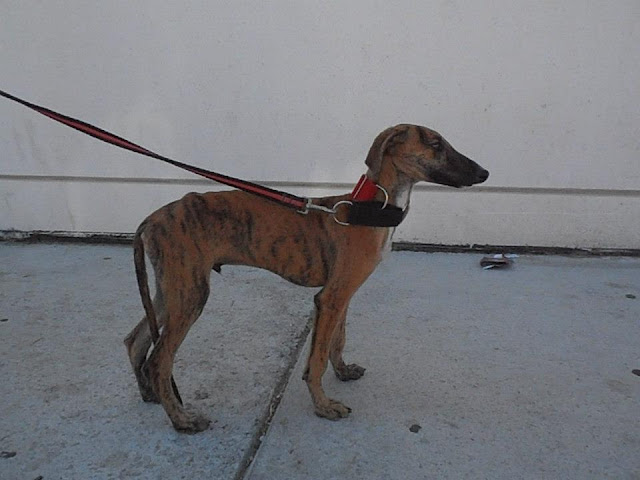 NOBLE GALGO: TIKI CACHORRO DE GALGO EN ADOPCIÓN