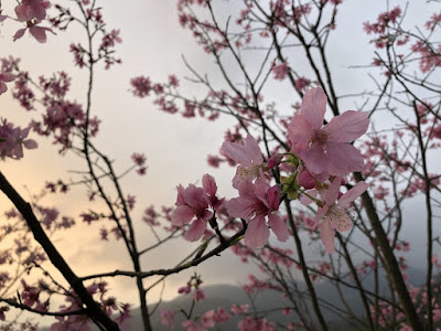 2018陽明山花季 2018陽明山花季