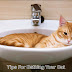 Tips For Bathing Your Cat