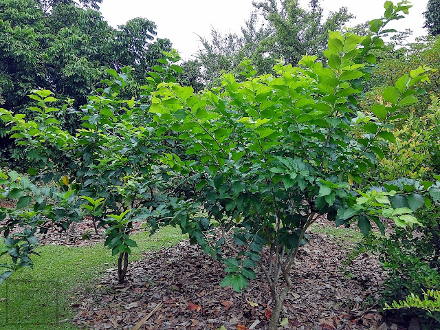 Peanut butter fruit, peanut butter tree,  Buchosia armenica w Singapurskim ogrodzie botanicznym. Ciekawe i mało znane owoce Ameryki Południowej. Wygląd, pokrój, kwiaty, owoce, liście.