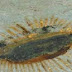 Céticos se impressionam ao saber que artistas da era medieval já relatavam OVNIs em suas pinturas