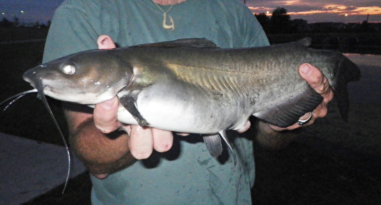 FishnDave Grass Carp? Catfish!