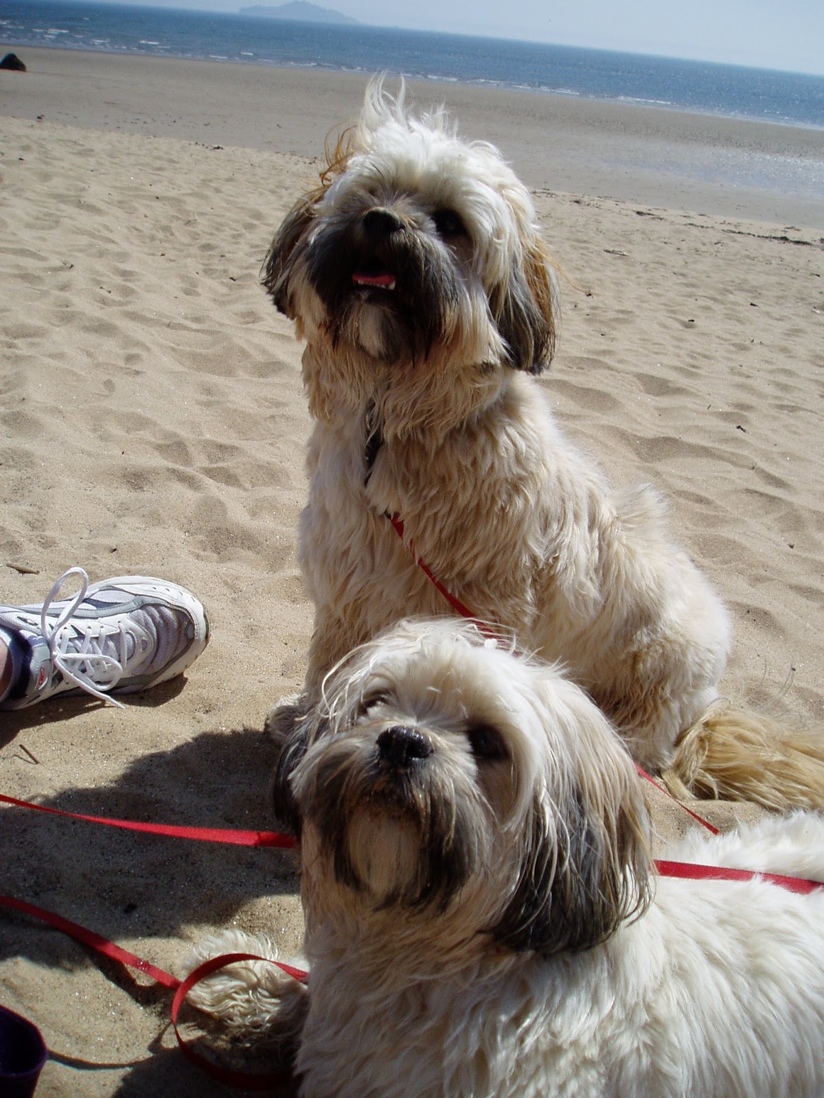Property Locker Lets for Pets Are dogfriendly flats too scarce?