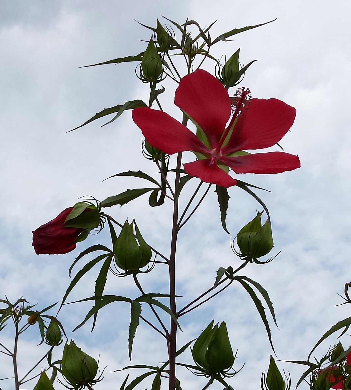 Sparrow Tree Journal Taxes and Flowers
