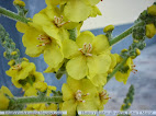 Verbascum simplex