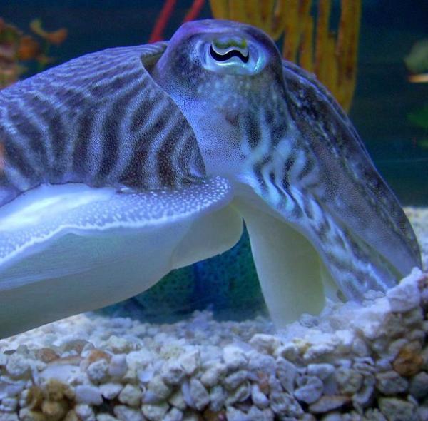 Hidden Unseen Top 10 Amazing Facts About Cuttlefish