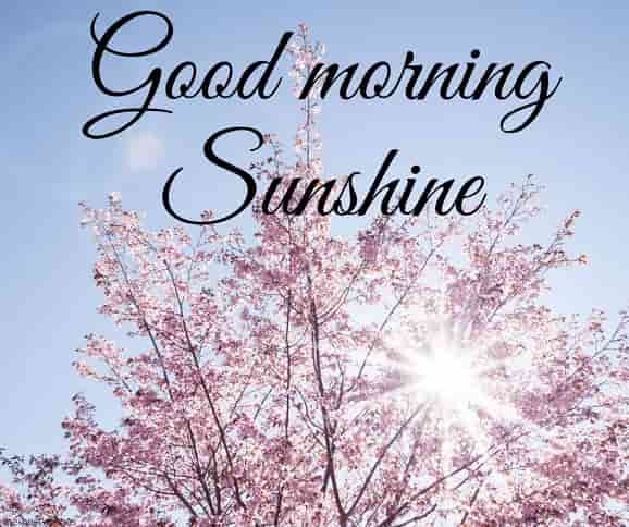 good-mornig-sun-shine-through-the-tree-pictures good mornig sun shine through the tree pictures