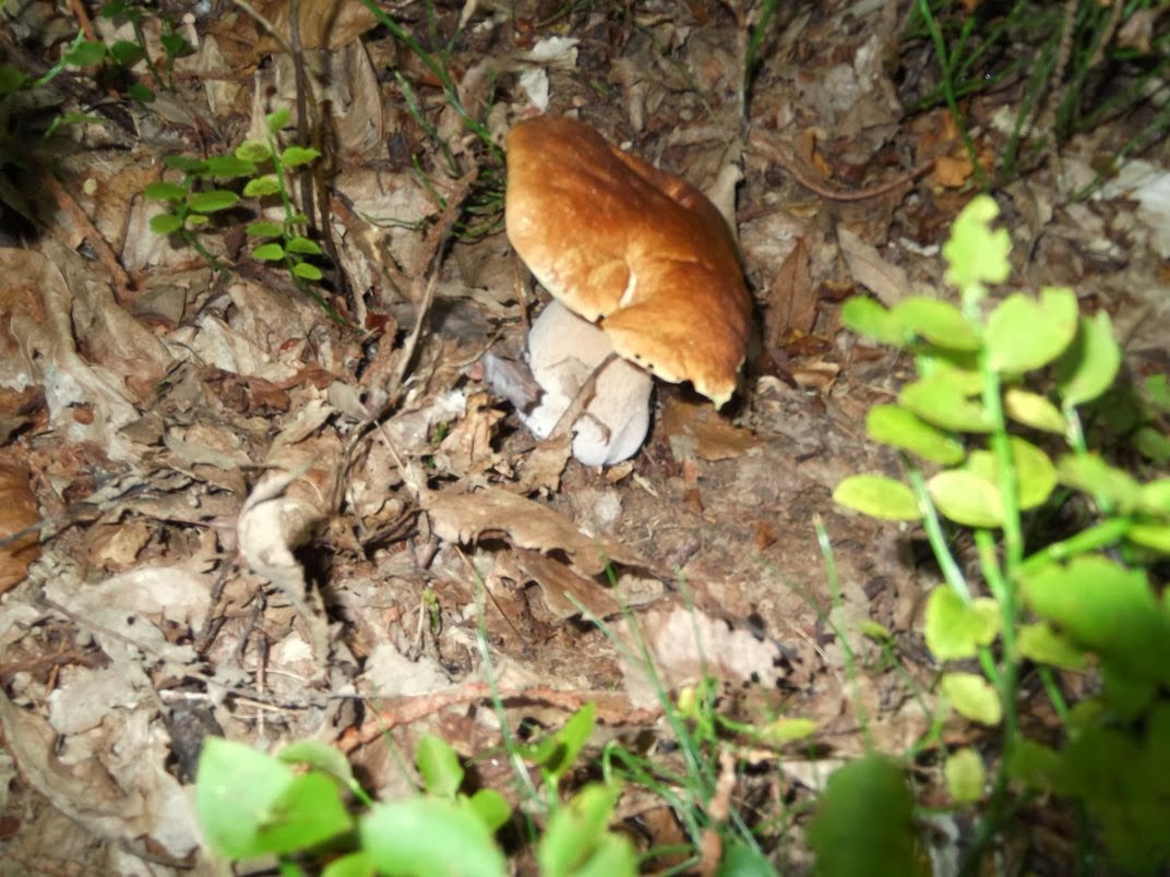 montagnatore settembre 2013