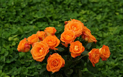 orange roses flowers flower rose team nothing widescreen rosen plant allabouthappylife