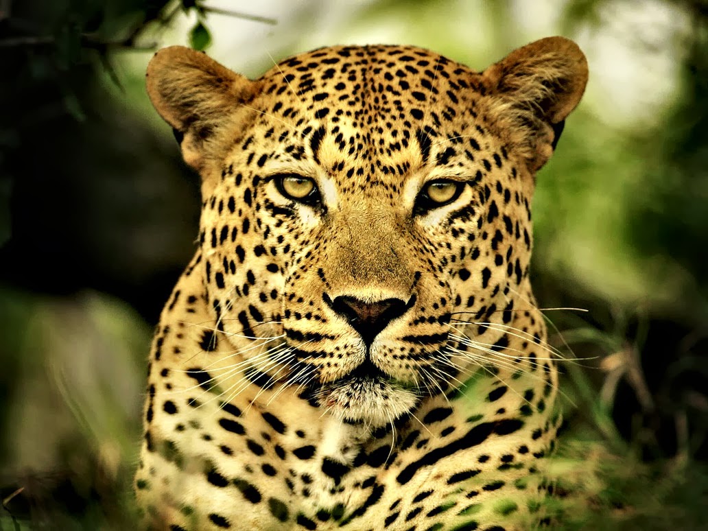Now Know It: Where do Leopards Live