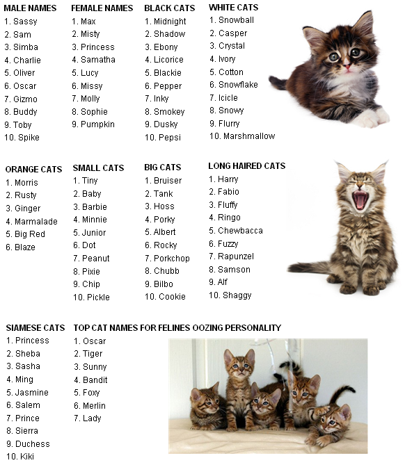 cat ailments: cat names