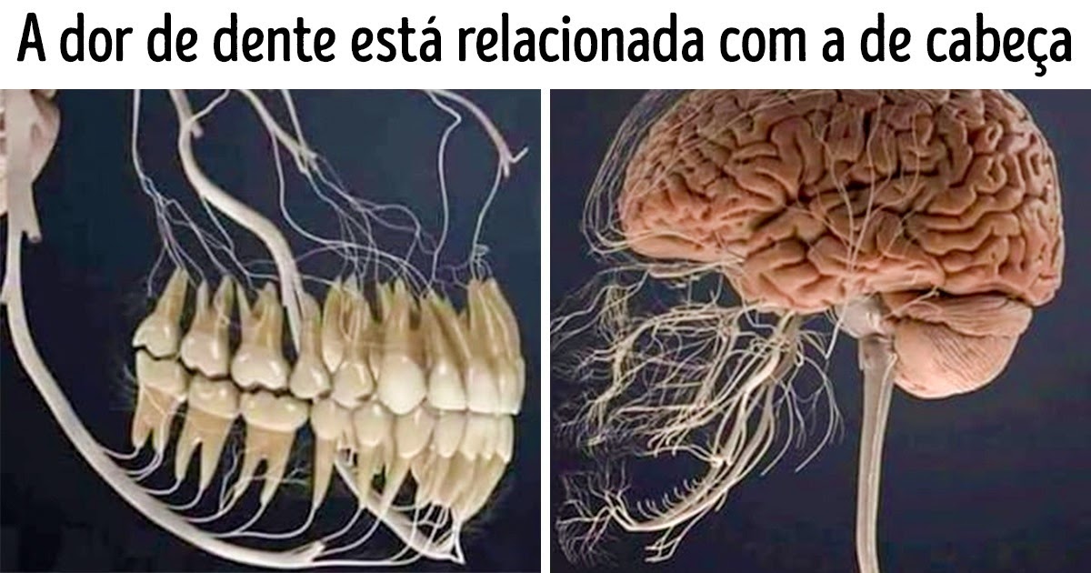 23 Imagens que mostram detalhes impressionantes do corpo humano