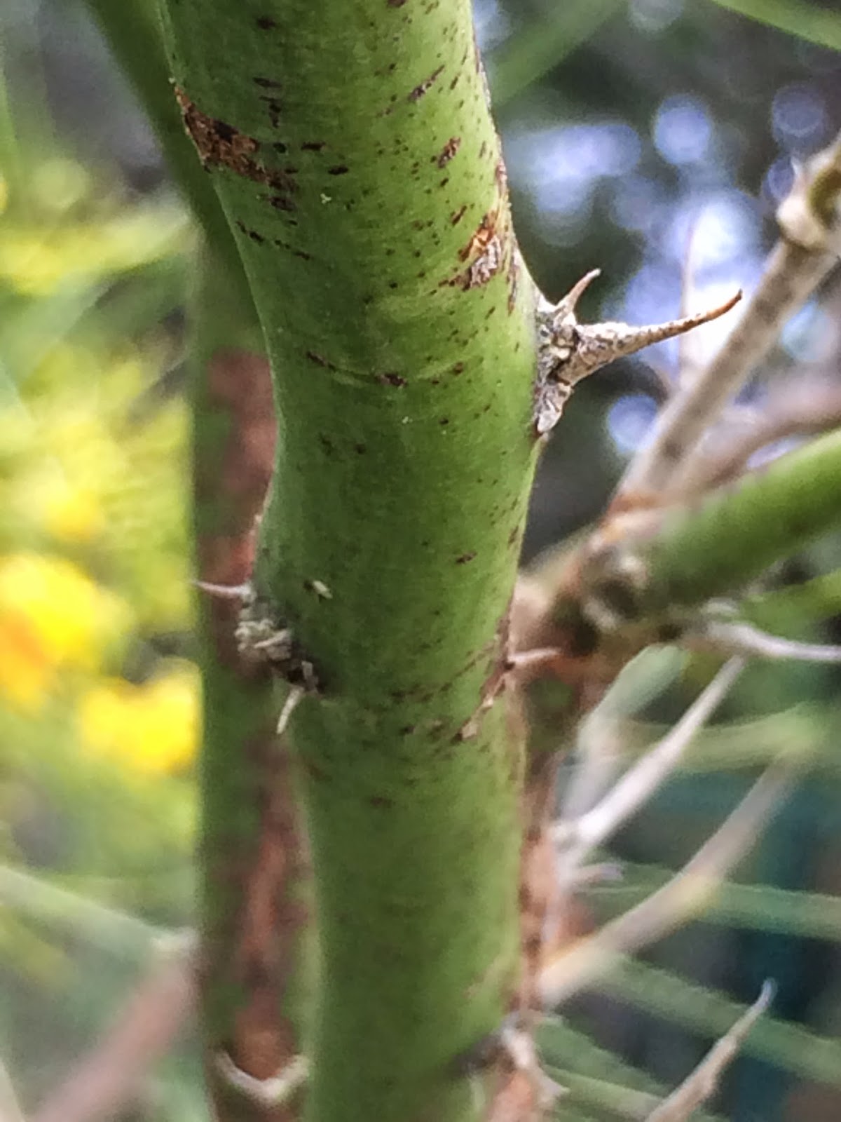 Trees of Santa Cruz County Parkinsonia aculeata Palo Verde