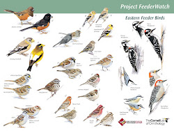 flying bird food colour 5