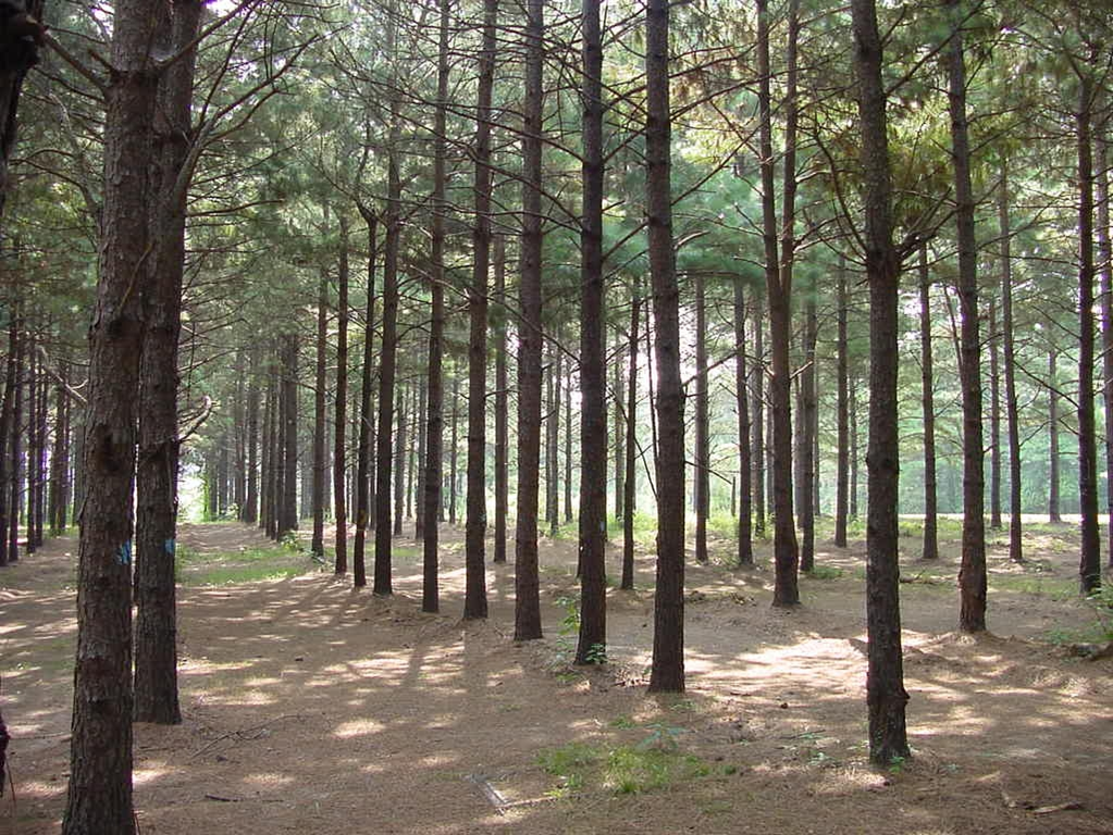 Louisiana Agritourism Forestry Lands Offer Tourism Opportunities