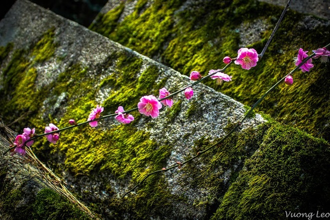 [Image: Mua-hoa-man-bung-no-o-Nhat-Ban-6.jpg]