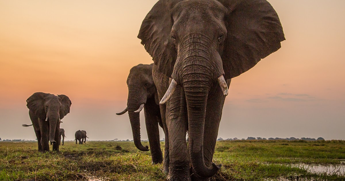 Opinion asian elephants in mythology Consider, asian elephants in mythology join