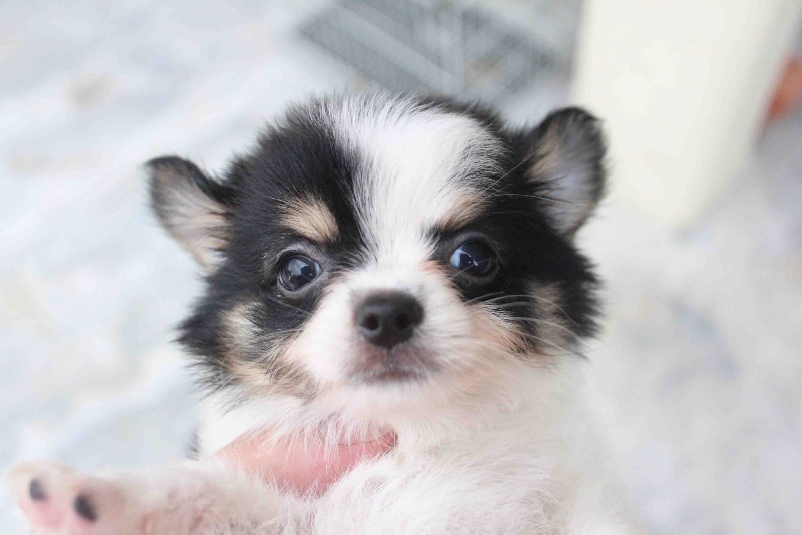 LovelyPuppy Black/White Long Coat ChiHuaHua