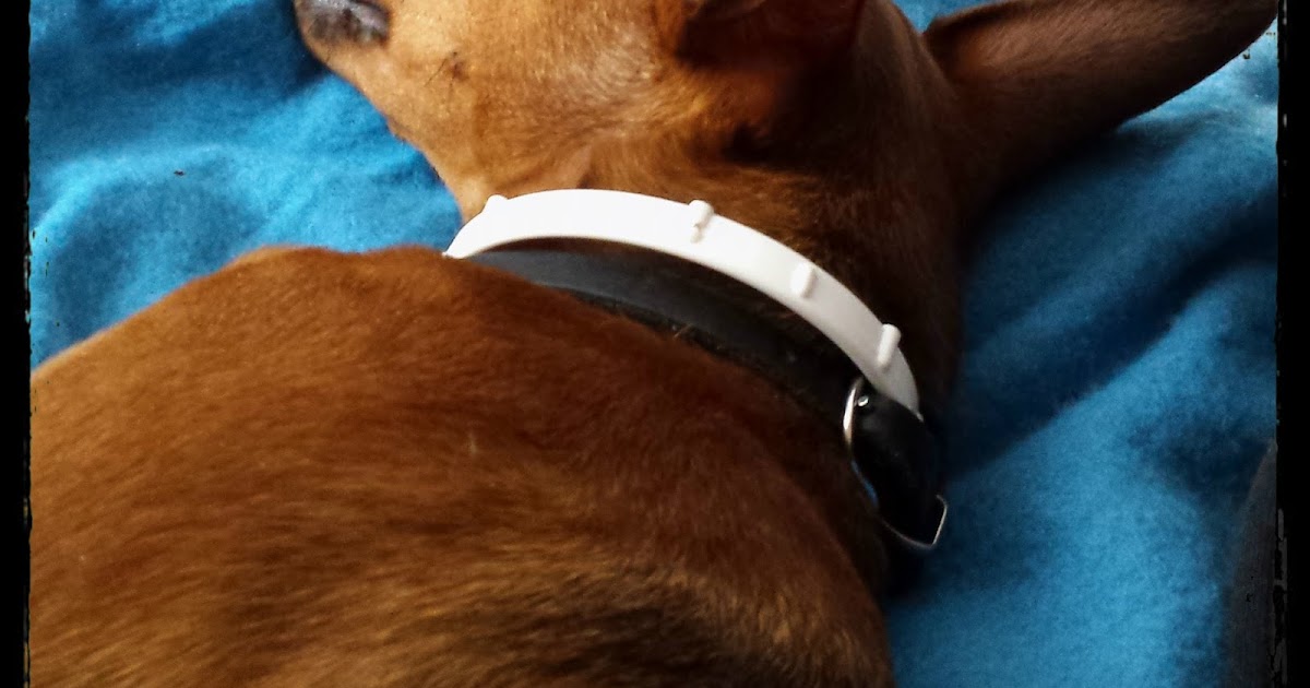 Snoopy�s World ZECKENSCHUTZ (5/7) Vinx mit Geraniol BIOCIDE Halsband