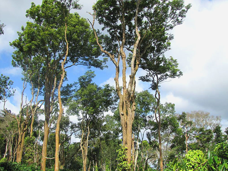 10 TUMBUHAN HUTAN HUJAN YANG MENGANDUNG ZAT PERANGSANG