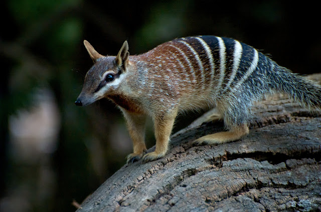 Do you know Numbat? See facts and information 2 Do you know Numbat? See facts and information 1