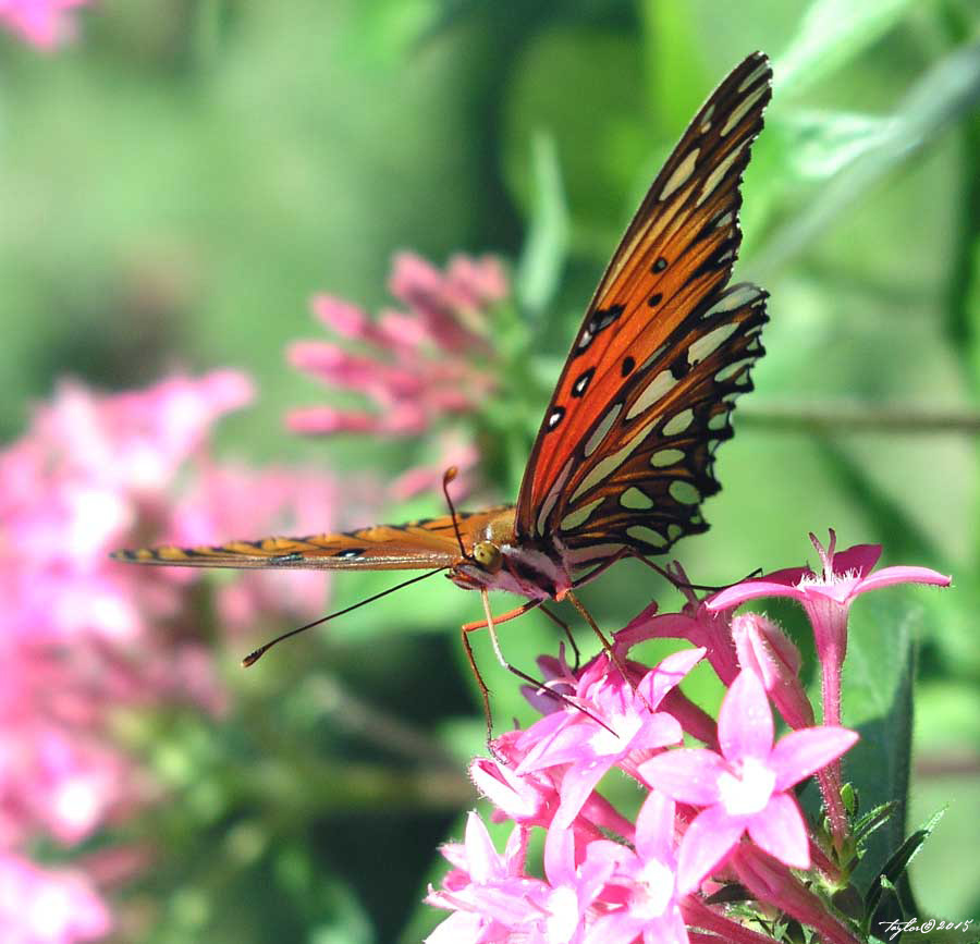 Fredericksburg Texas Culture Blog April 2015