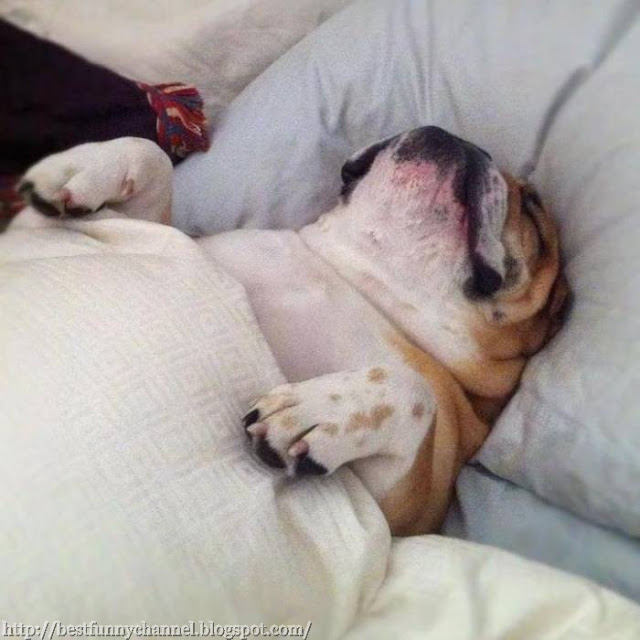 Funny sleeping dog